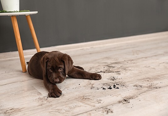 Dog sitting on laminate flooring | Specialty Flooring