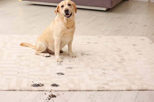 Dog Stain | Specialty Flooring